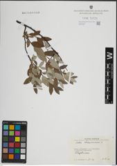 Foto von Salix lapponum L.